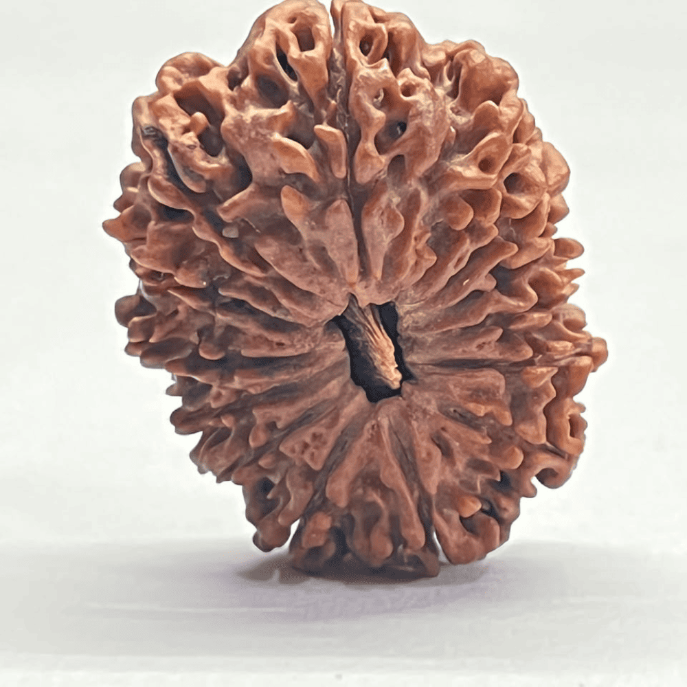 14 Mukhi Rudraksha (33.78mm/6.738gm)
