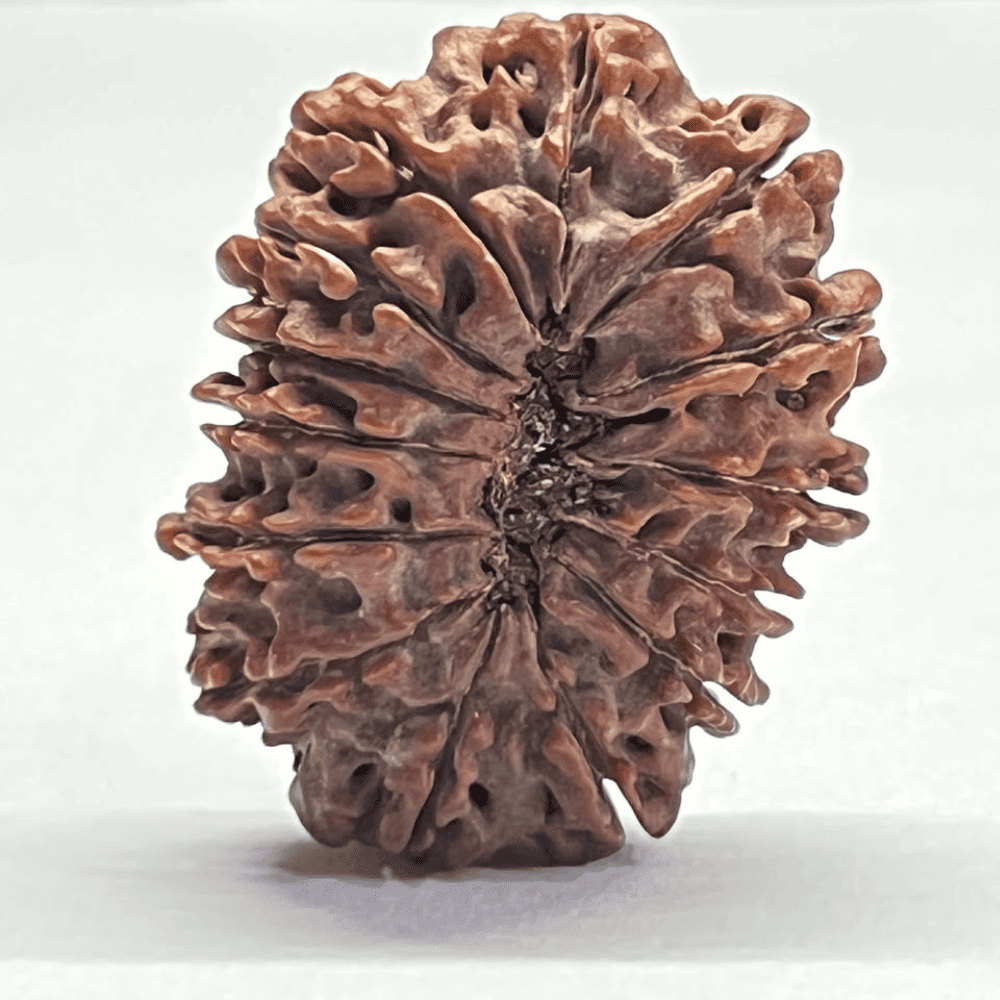 14 Mukhi Rudraksha (33.78mm/6.738gm)