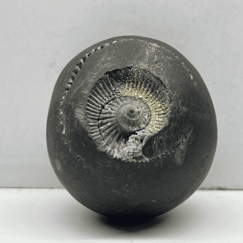 Tri-deva Sudarshan Shaligram 3Chakra M08(1.5inch/80gm)