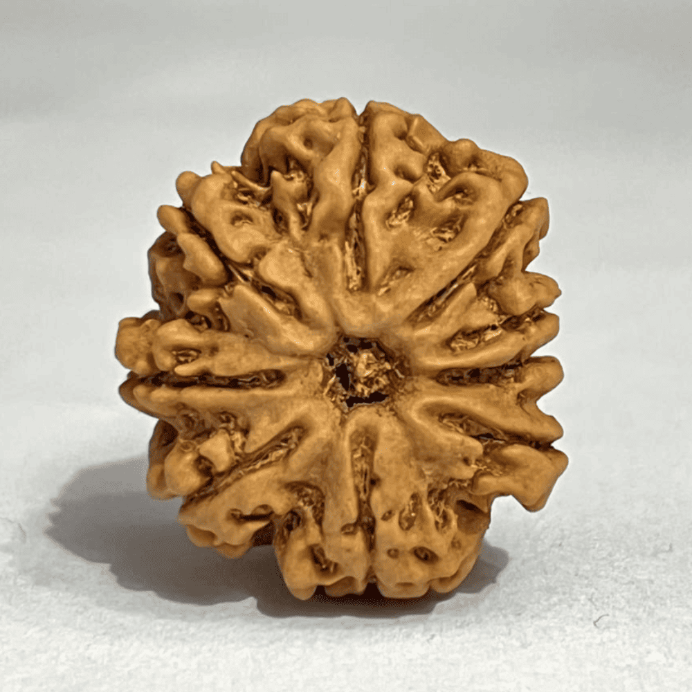 9 Mukhi Rudraksha (27.77mm/5.976gm)