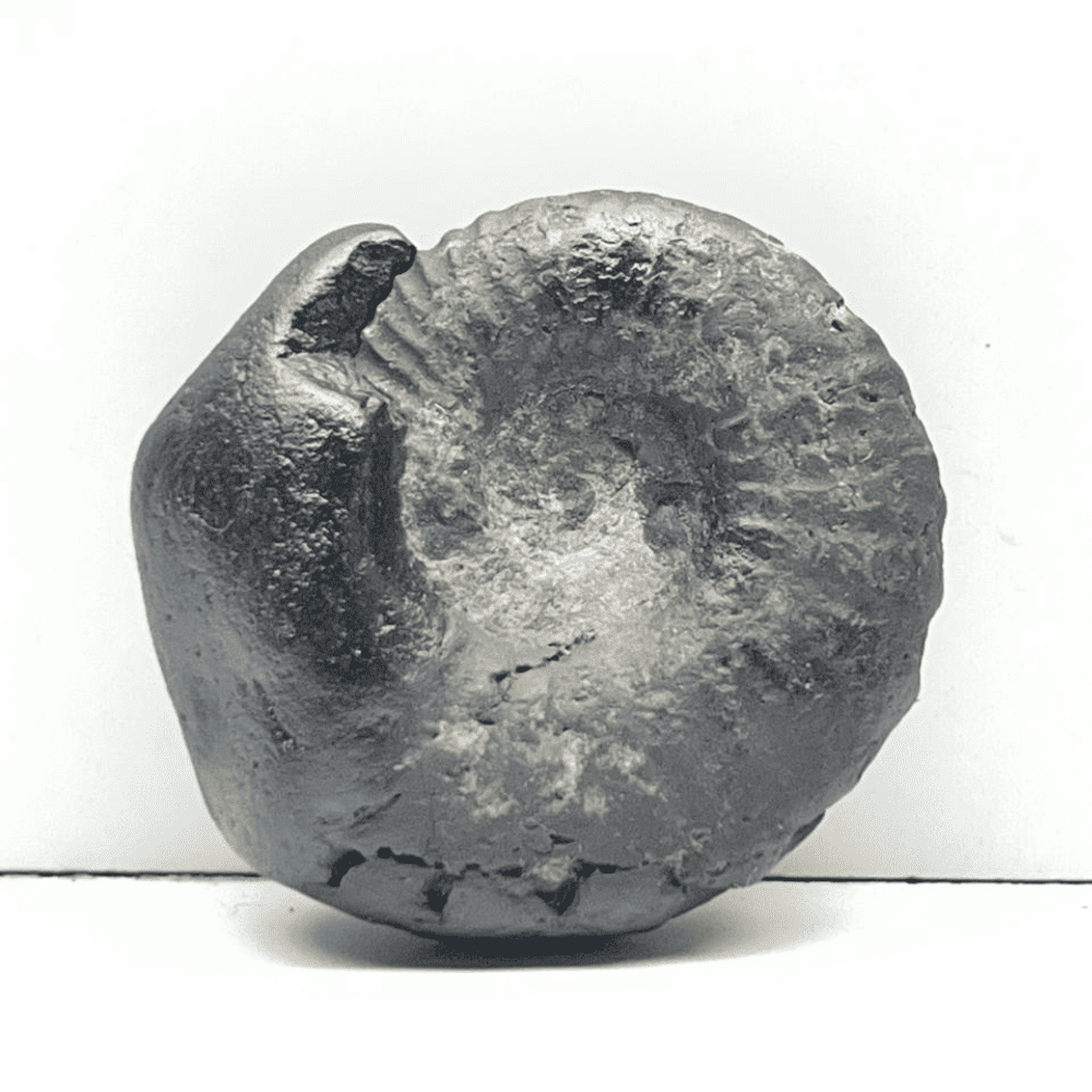 Double Sudarshan Shaligram (1.4Inch/19gm) DS-13