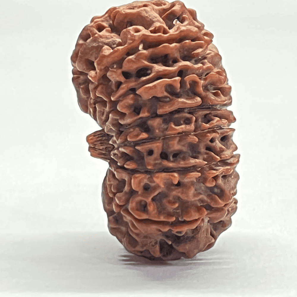 14 Mukhi Rudraksha (33.78mm/6.738gm)