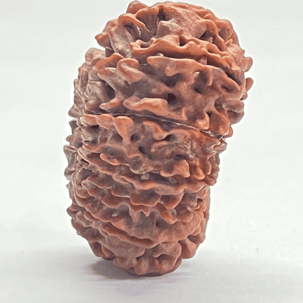 14 Mukhi Rudraksha (33.78mm/6.738gm)