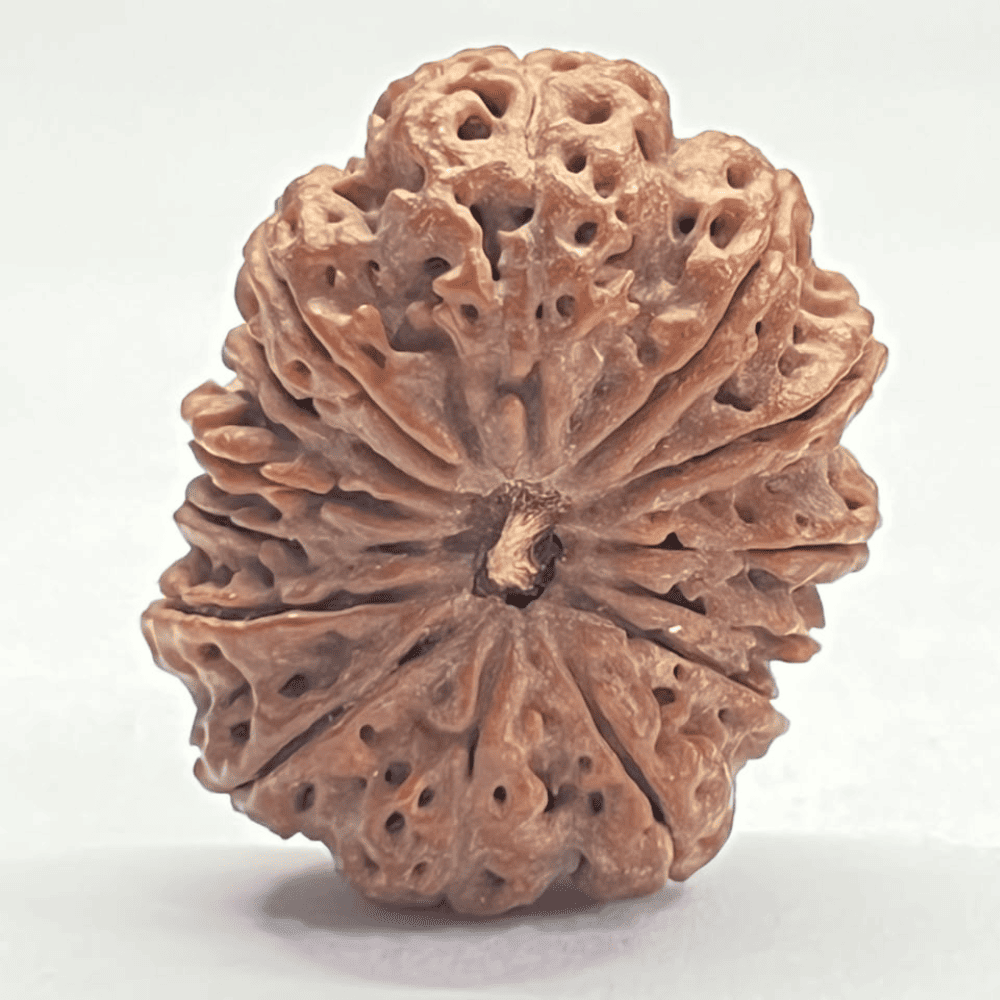 14 Mukhi Rudraksha (31.01mm/6.500gm)