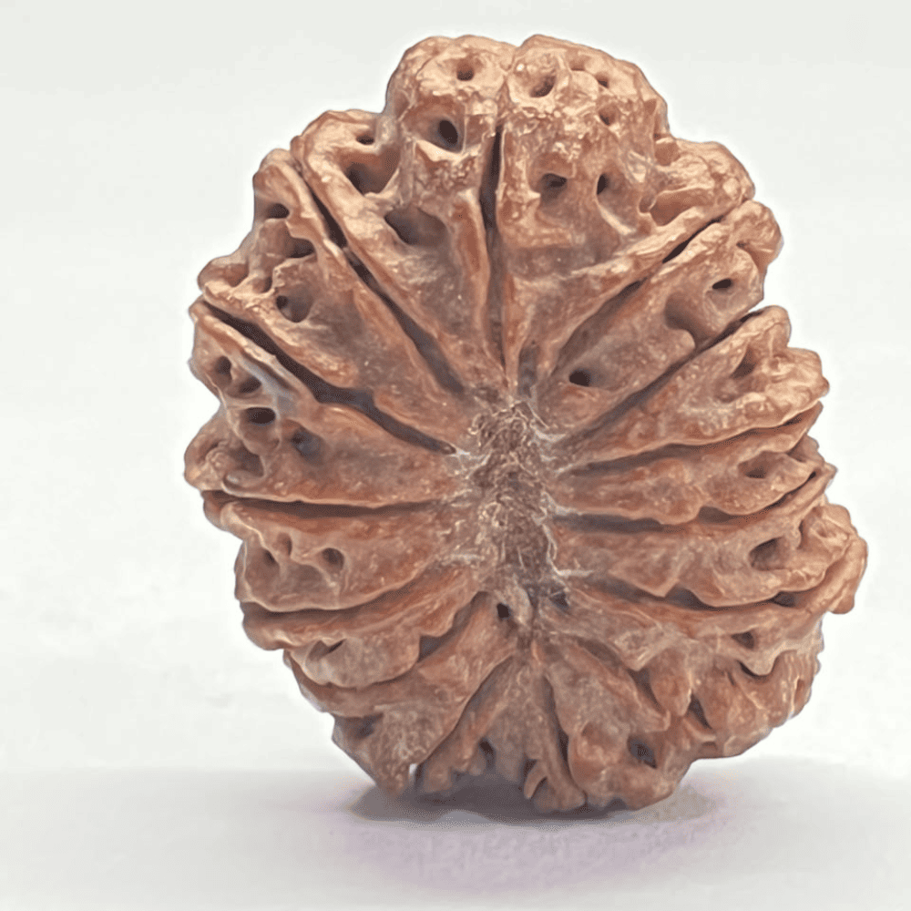 14 Mukhi Rudraksha (31.01mm/6.500gm)