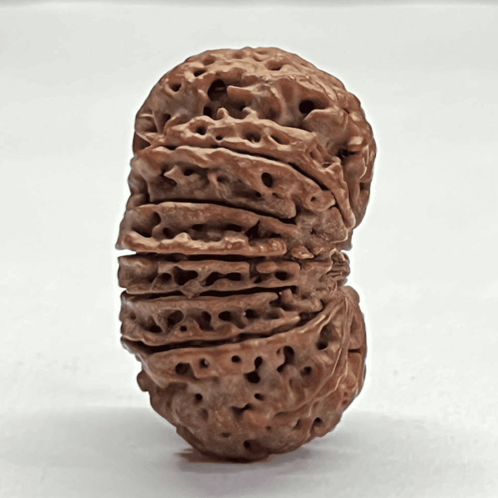14 Mukhi Rudraksha (31.01mm/6.500gm)