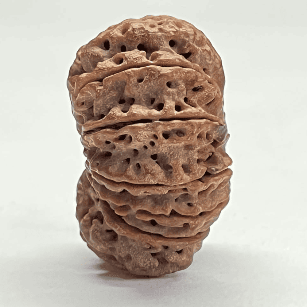 14 Mukhi Rudraksha (31.01mm/6.500gm)