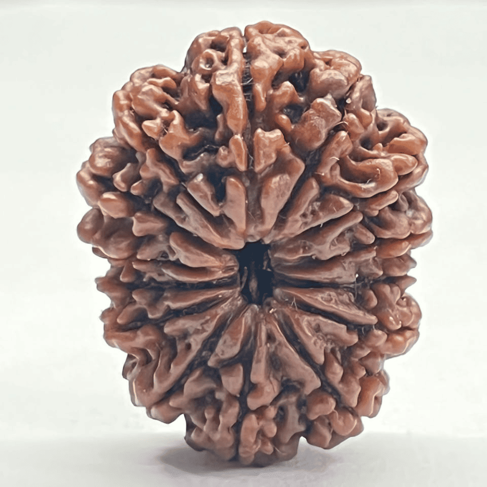14 Mukhi Rudraksha (32.10mm/5.255gm)