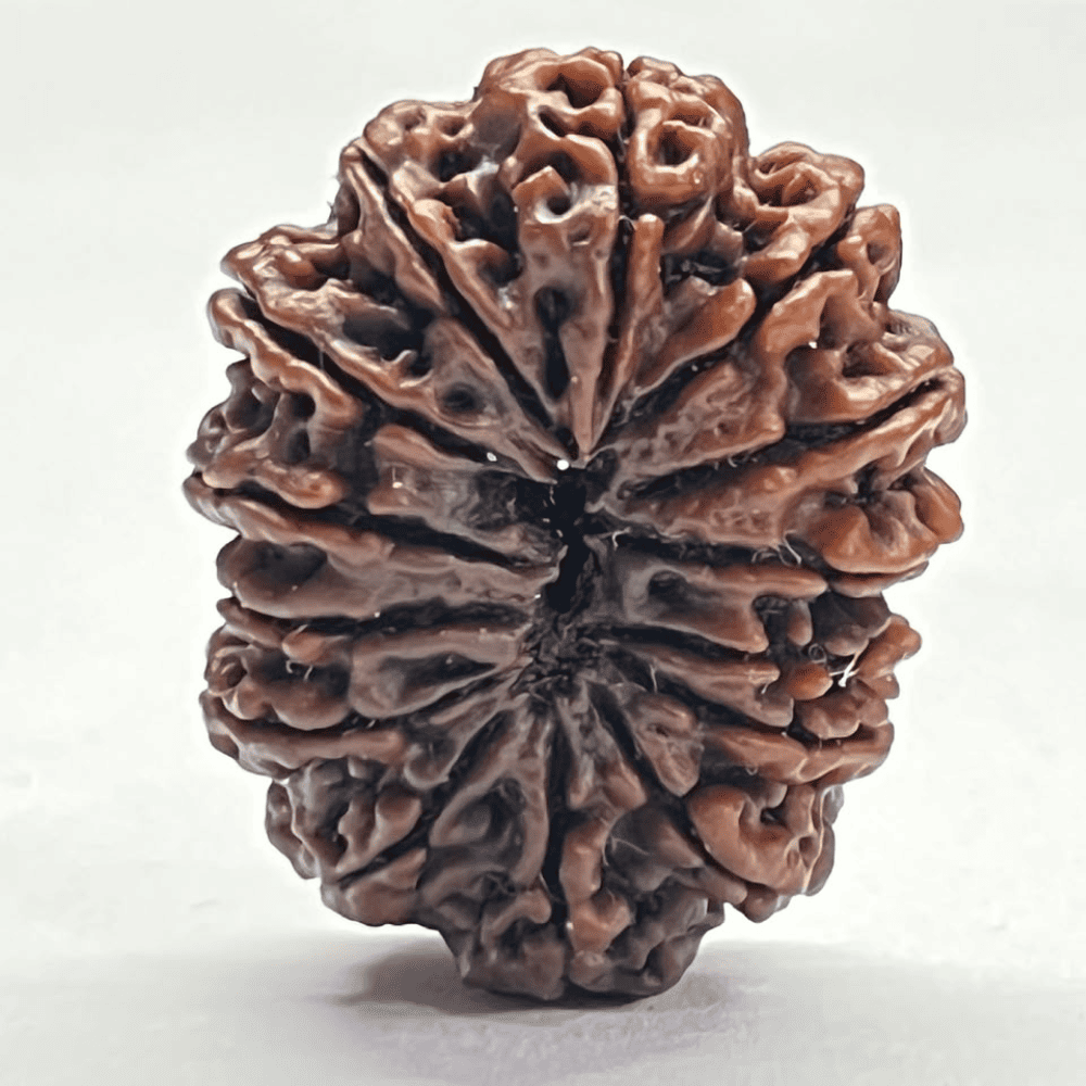 14 Mukhi Rudraksha (32.10mm/5.255gm)