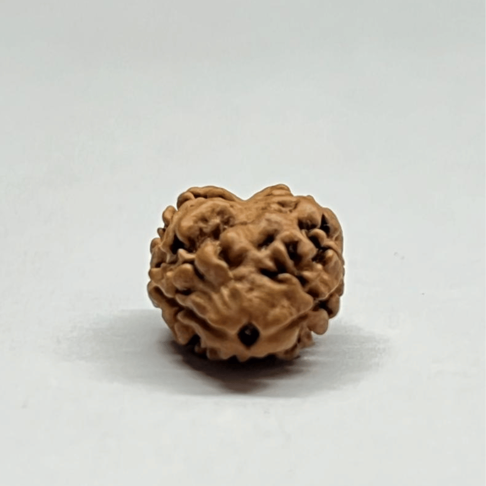 2 Mukhi Rudraksha Nepal (16.76mm/1.043gm)