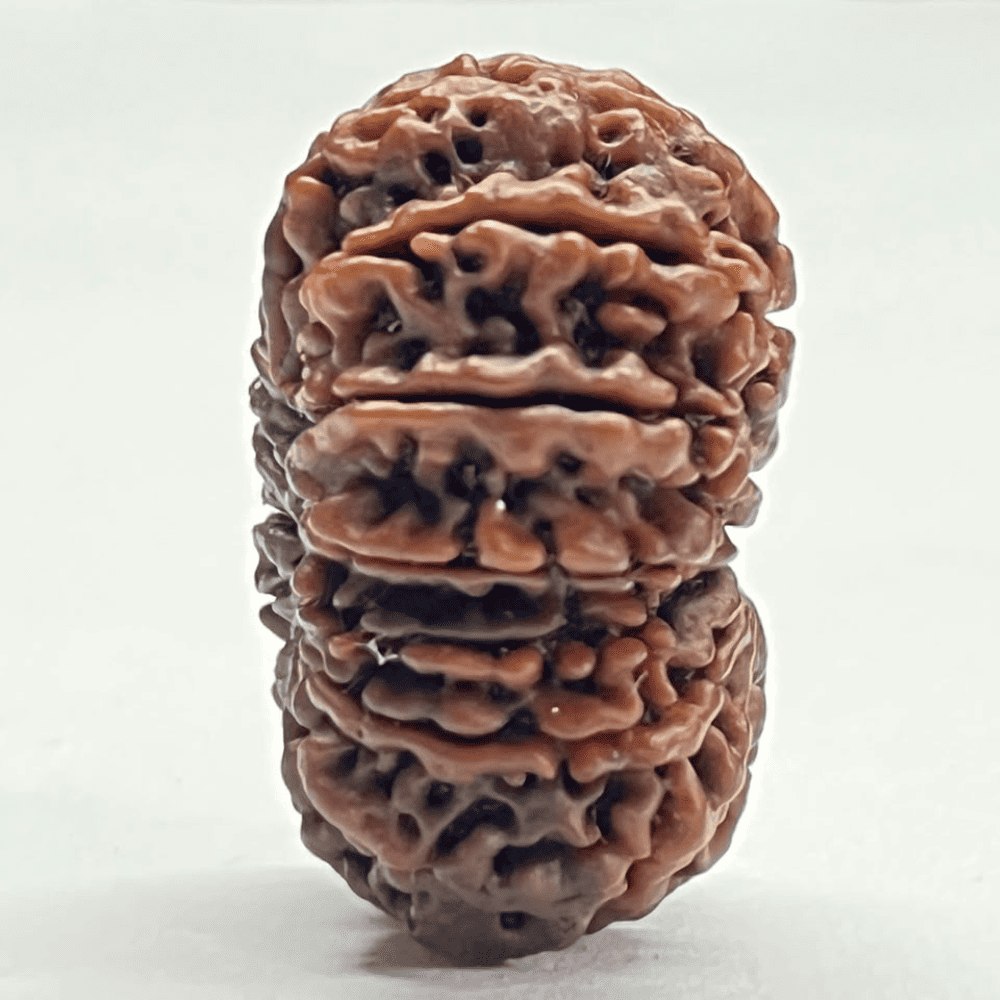 14 Mukhi Rudraksha (32.10mm/5.255gm)