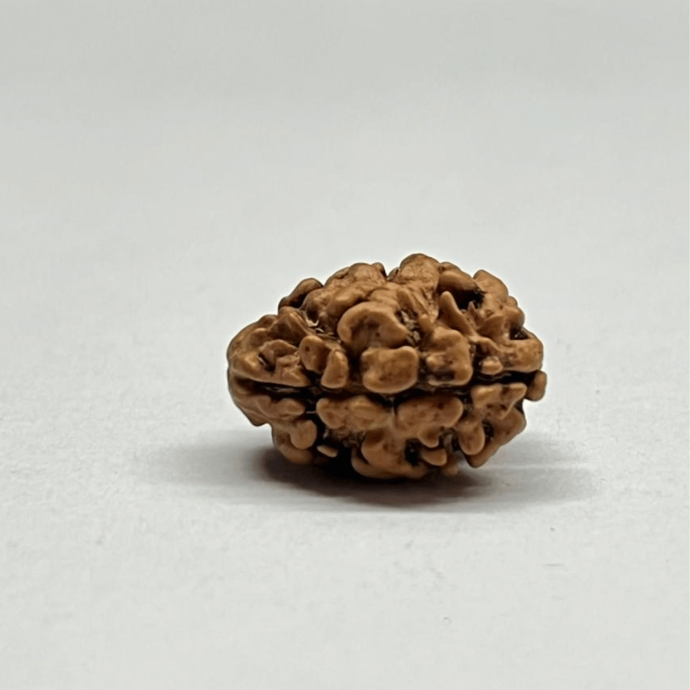 2 Mukhi Rudraksha Nepal (16.76mm/1.043gm)