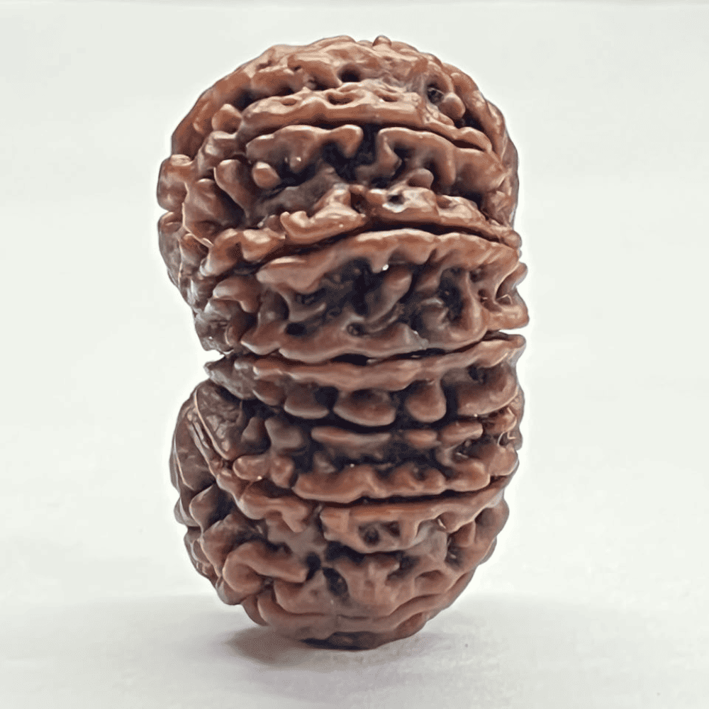14 Mukhi Rudraksha (32.10mm/5.255gm)