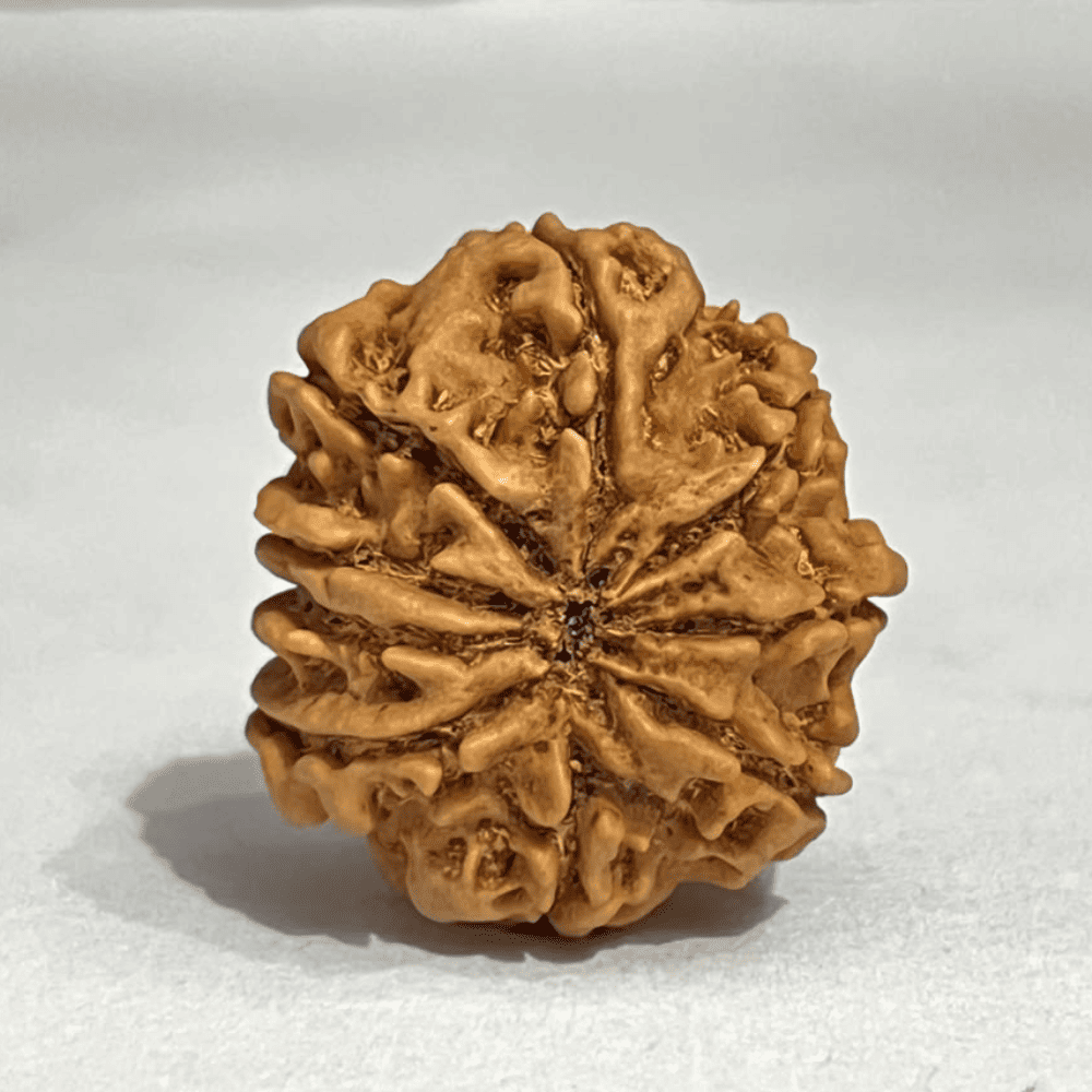 9 Mukhi Rudraksha (27.77mm/5.976gm)
