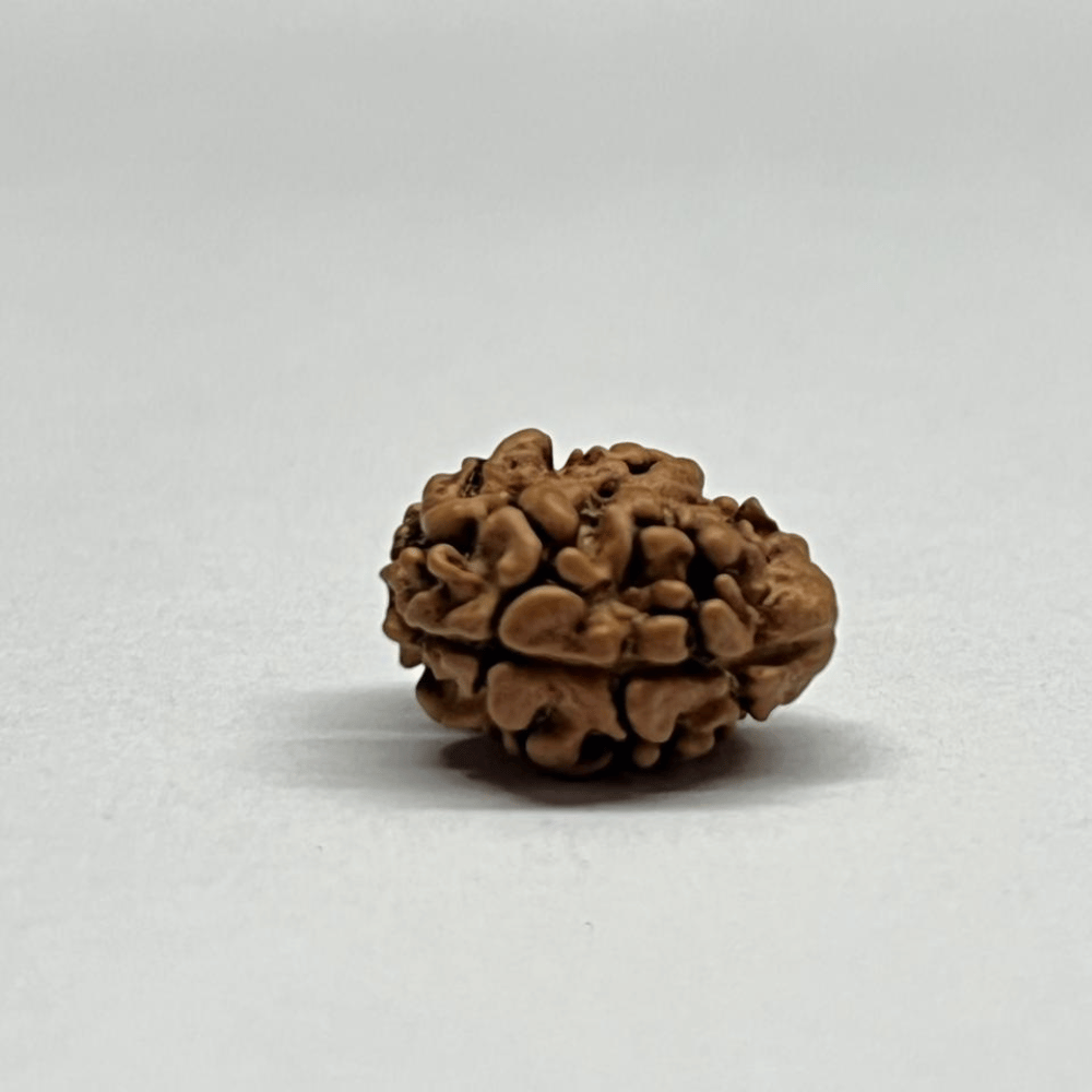2 Mukhi Rudraksha Nepal (16.76mm/1.043gm)