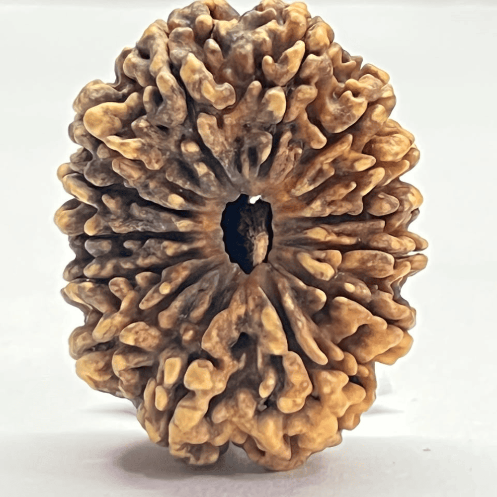 14 Mukhi Rudraksha (36.01mm/6.084gm)