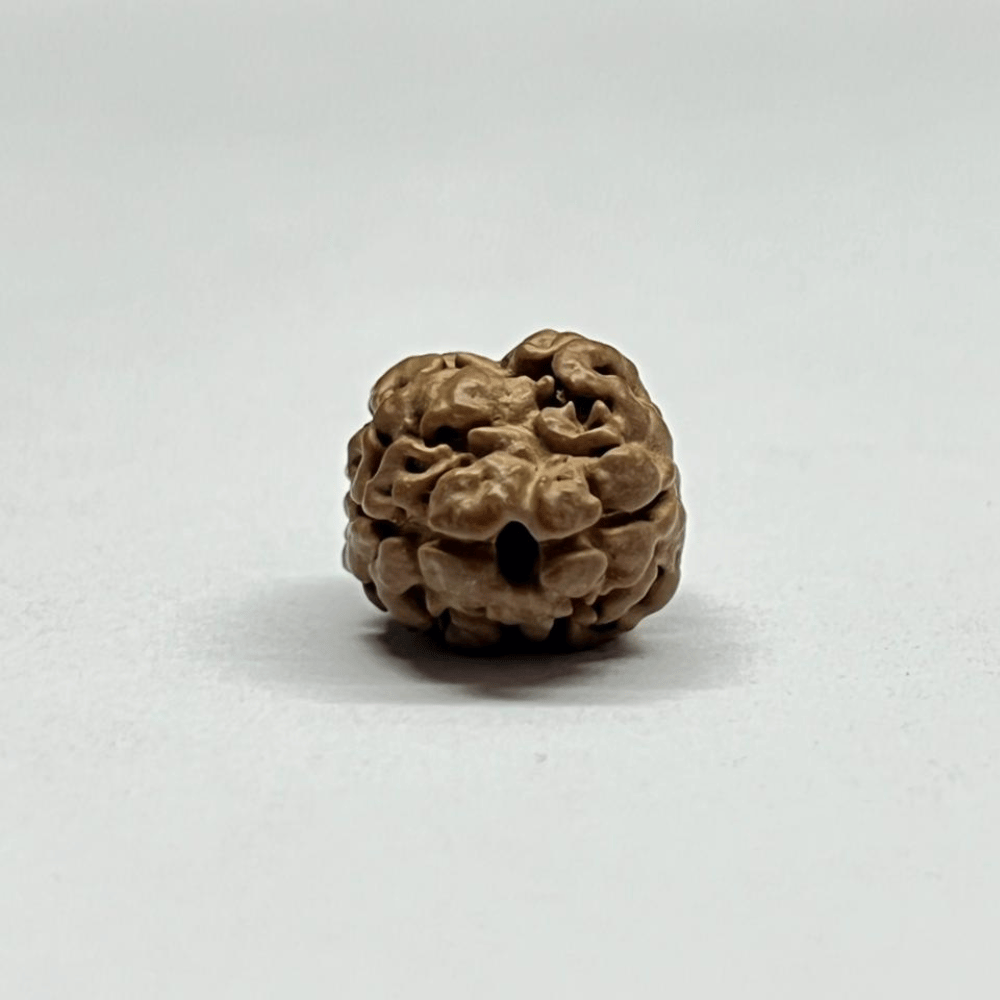 2 Mukhi Rudraksha Nepal (17.18mm/1.502gm)