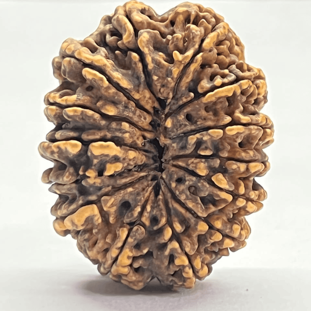 14 Mukhi Rudraksha (36.01mm/6.084gm)