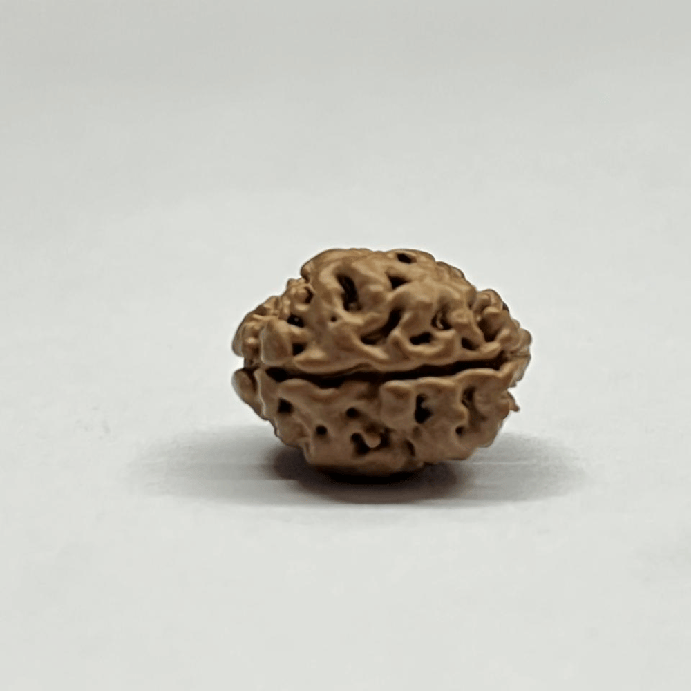 2 Mukhi Rudraksha Nepal (17.18mm/1.502gm)