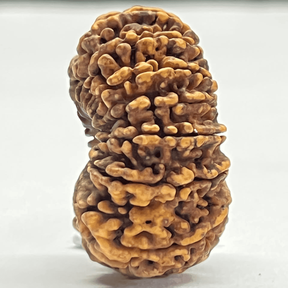 14 Mukhi Rudraksha (36.01mm/6.084gm)