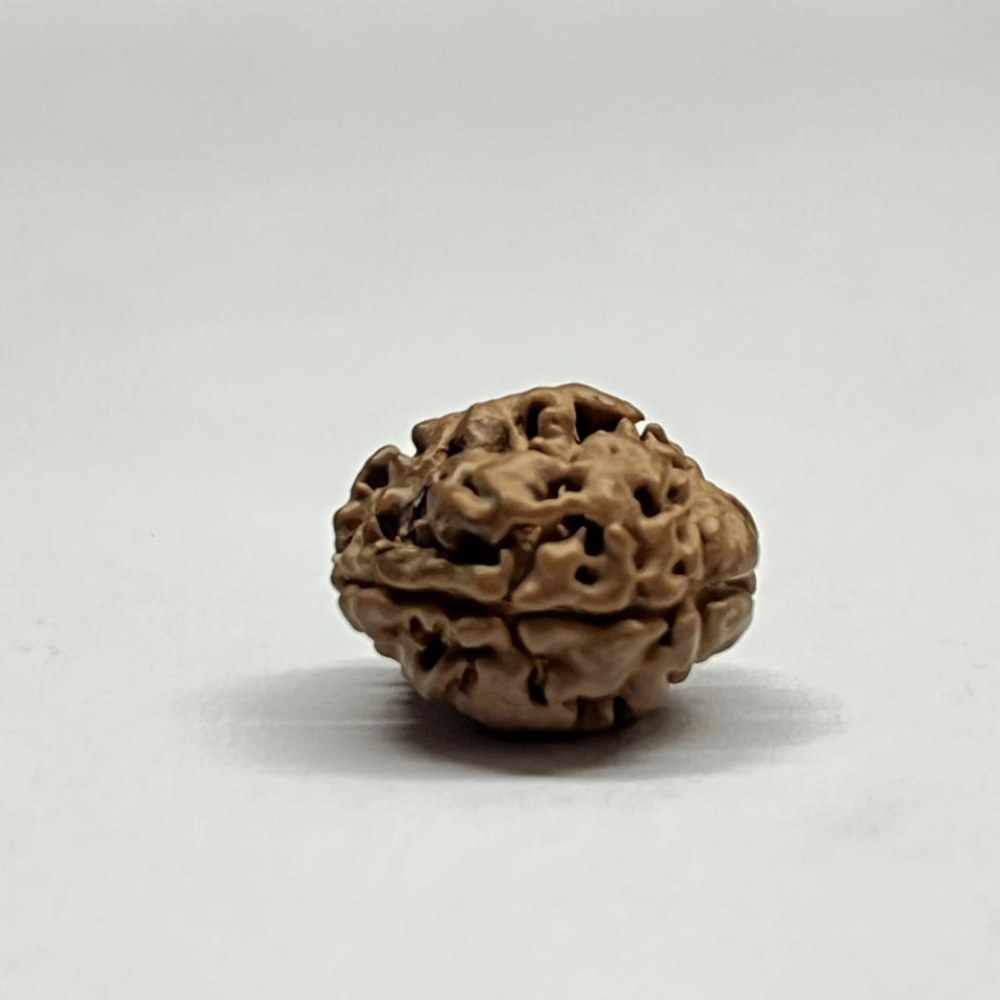 2 Mukhi Rudraksha Nepal (17.18mm/1.502gm)