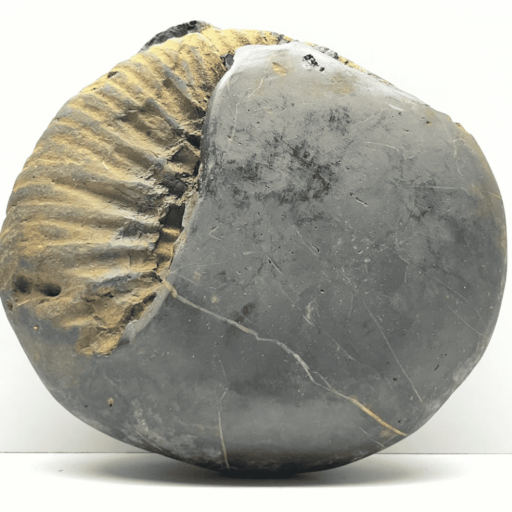 Peetam Sri Ram Shaligram (6.5inch/1600gm)