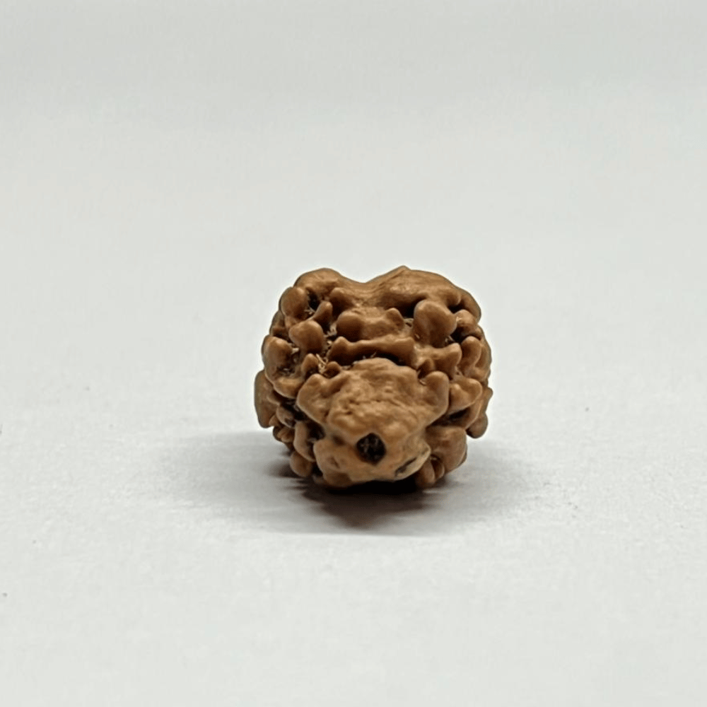 2 Mukhi Rudraksha Nepal (17.37mm/1.103gm)
