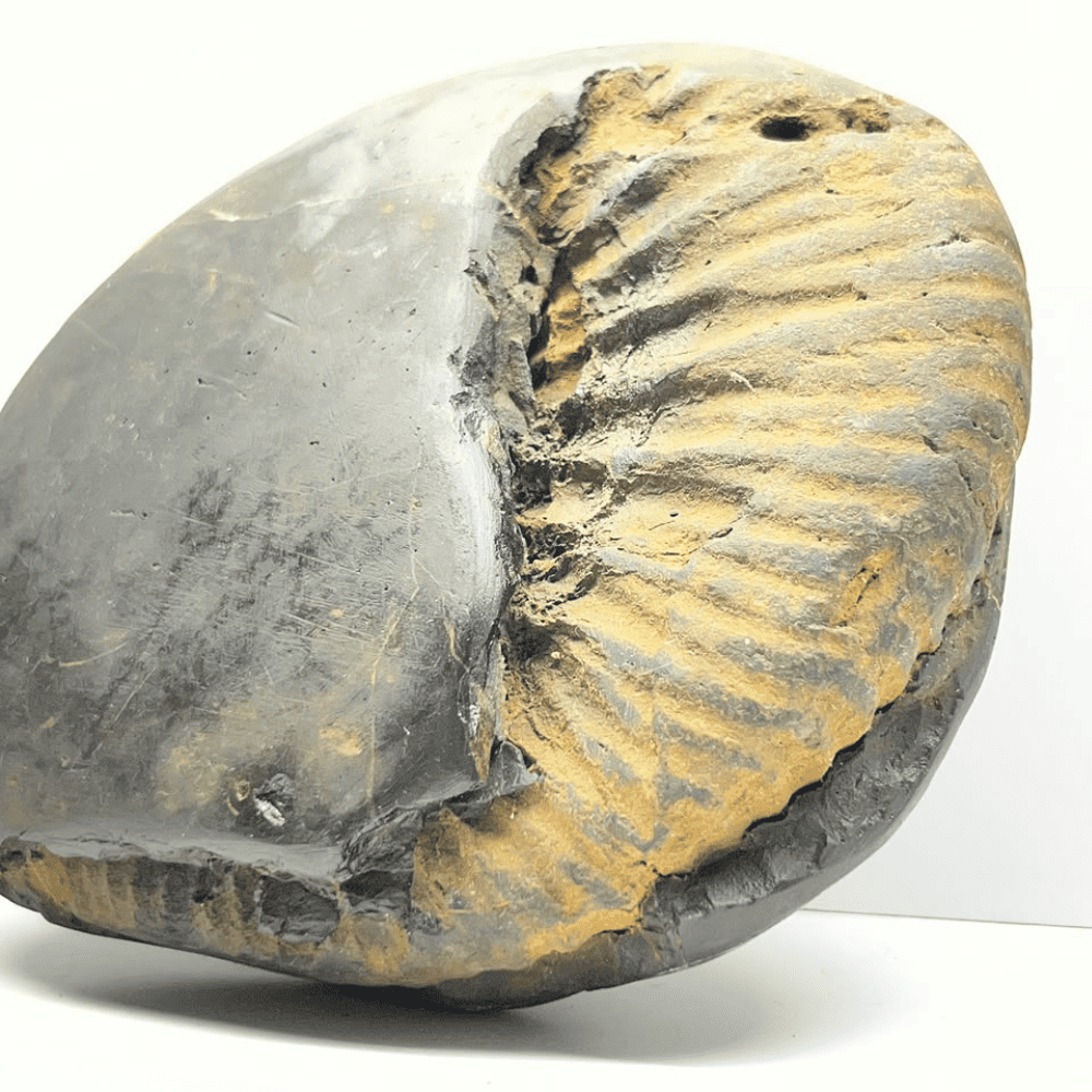 Peetam Sri Ram Shaligram (6.5inch/1600gm)