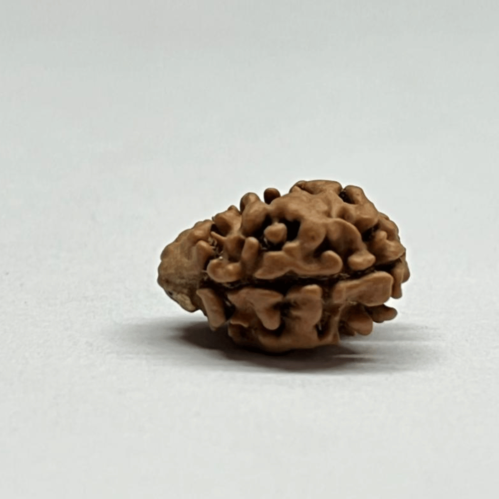 2 Mukhi Rudraksha Nepal (17.37mm/1.103gm)