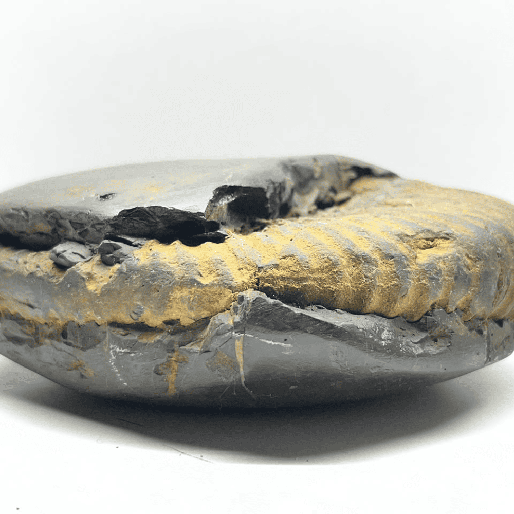 Peetam Sri Ram Shaligram (6.5inch/1600gm)