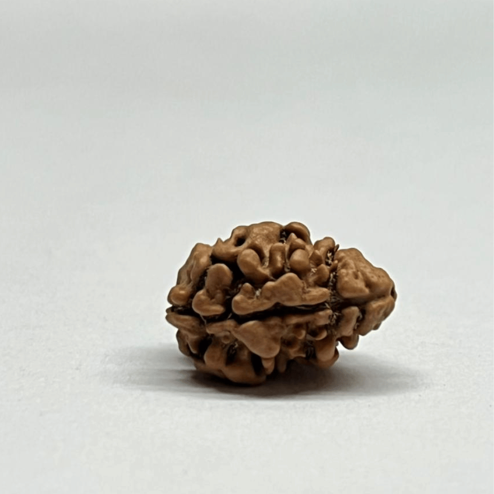2 Mukhi Rudraksha Nepal (17.37mm/1.103gm)