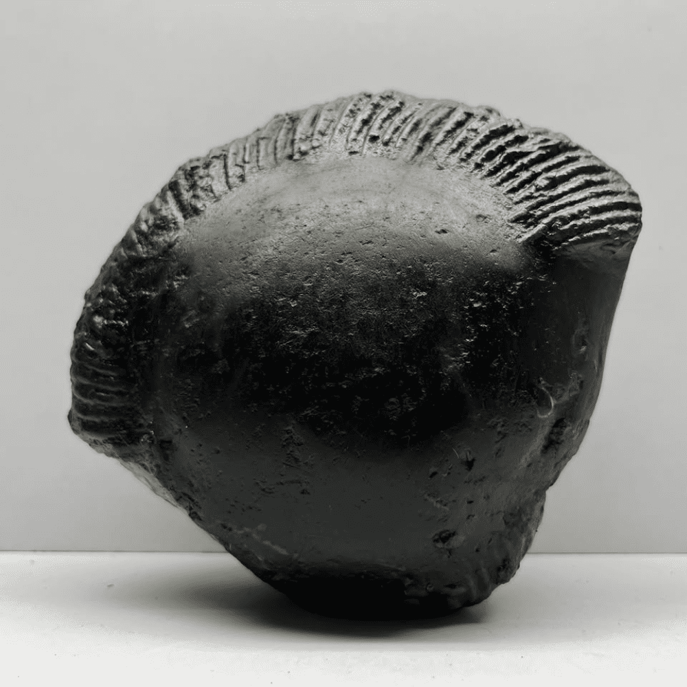 Varaha Shaligram (5inch/1360gm)