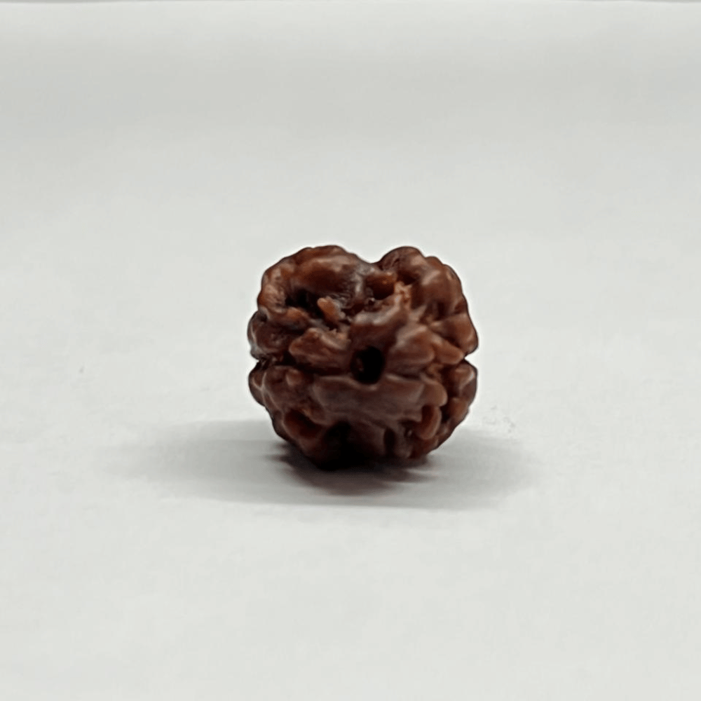 2 Mukhi Rudraksha Nepal (19.43mm/2.128gm)