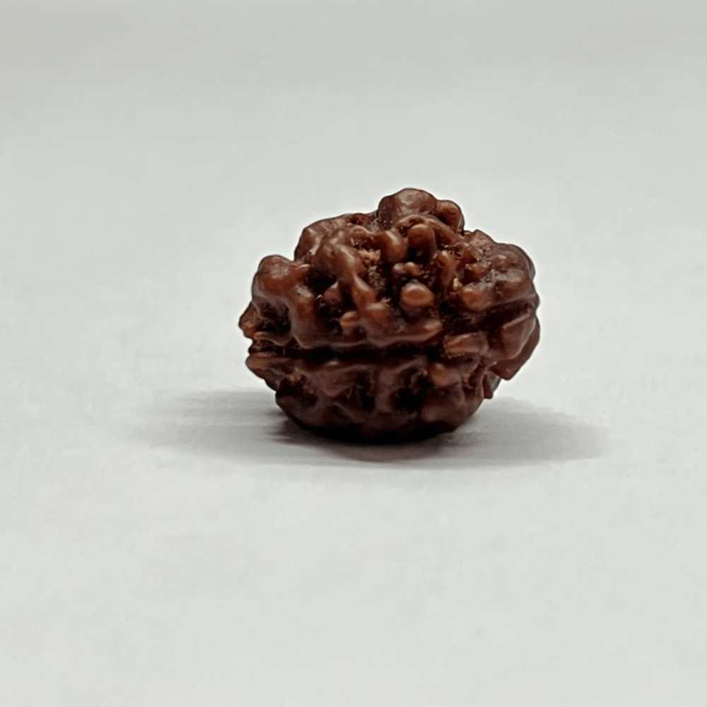 2 Mukhi Rudraksha Nepal (19.43mm/2.128gm)