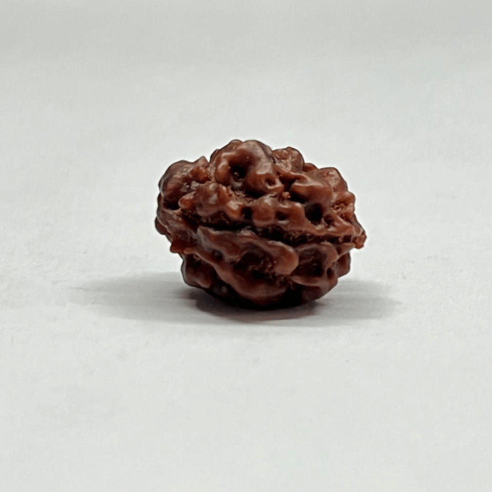2 Mukhi Rudraksha Nepal (19.43mm/2.128gm)