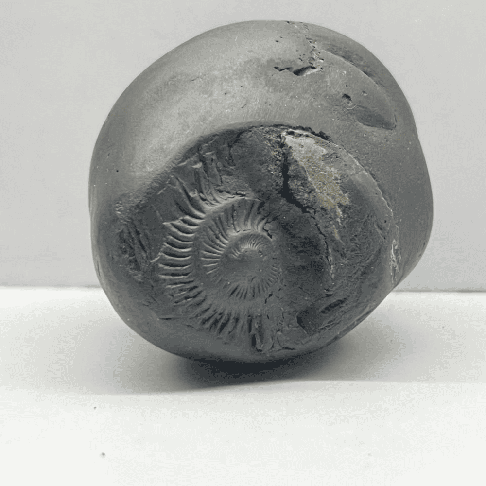 TriVikram Shaligram 3Chakras-M38(3inch/222gm)