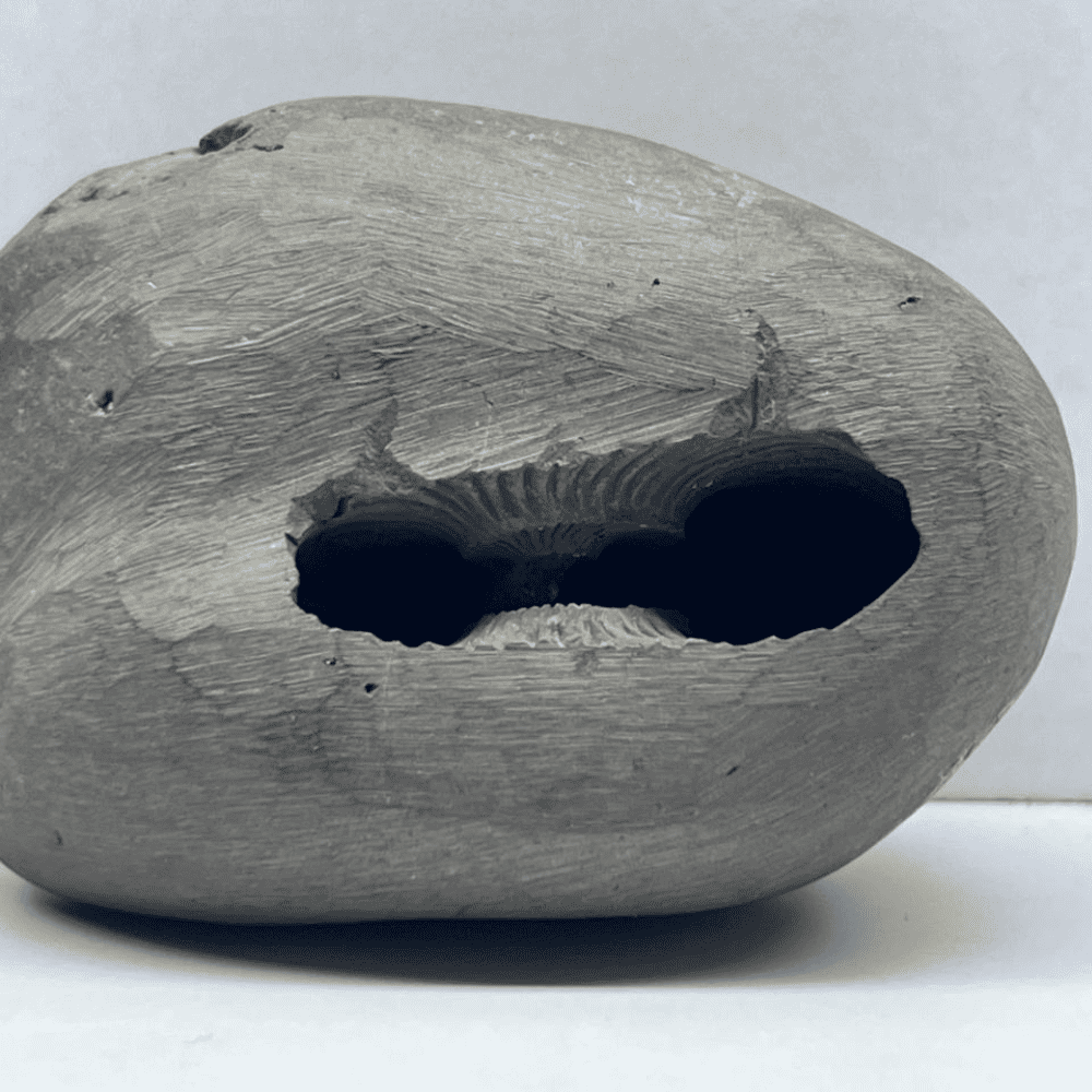 Dvi-vidha Purushottama Shaligram 4Chakras M09(3inch/290gm)