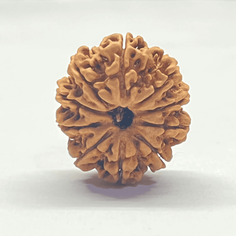 10 Mukhi Nepali Rudraksha (28.26mm/4.969gm)