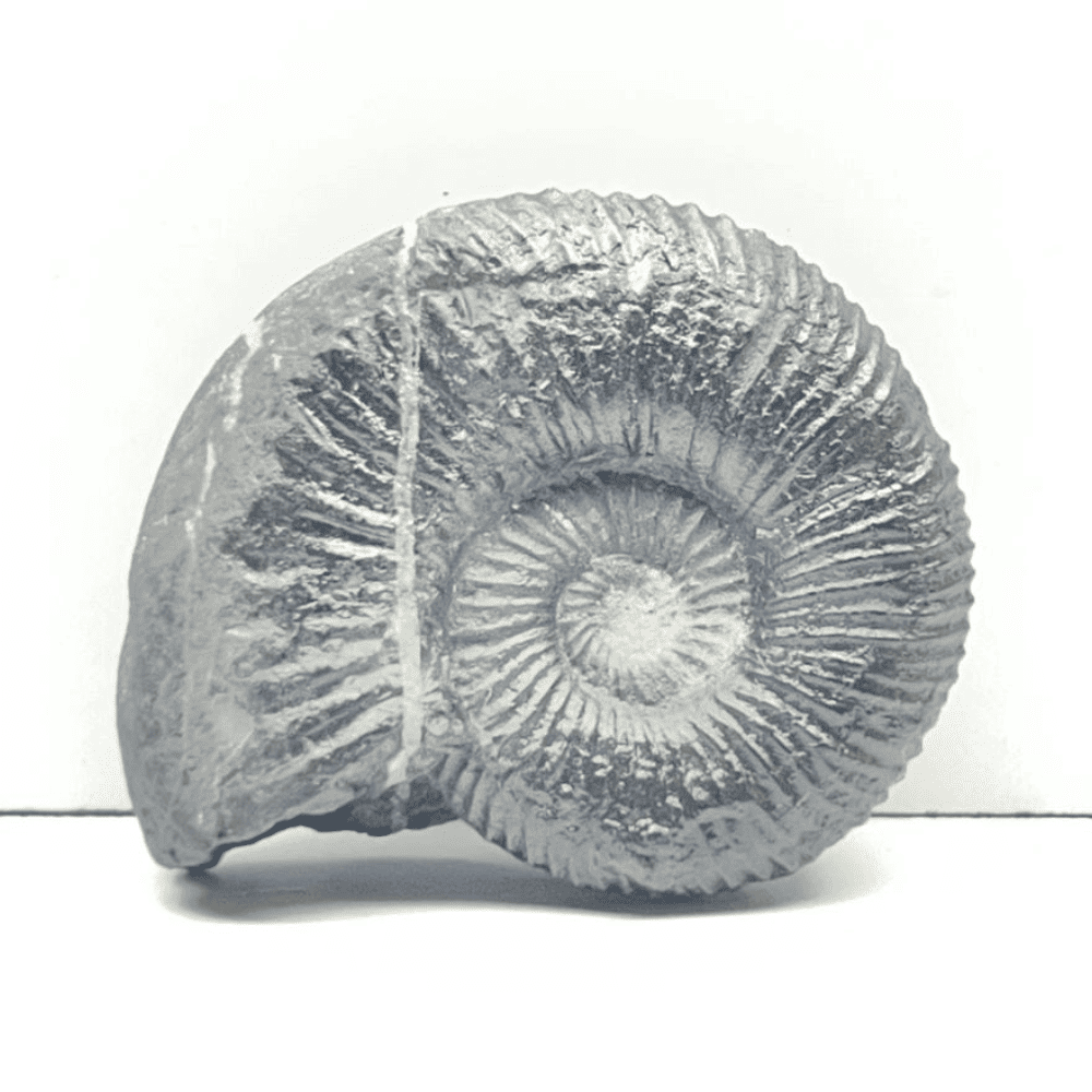 Double Sudarshan Shaligram (1.3Inch/12gm) DS-09