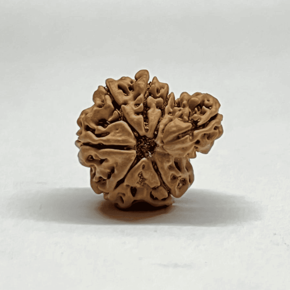 One Mukhi Sawaar Rudraksha (20.33mm/2.360gm)