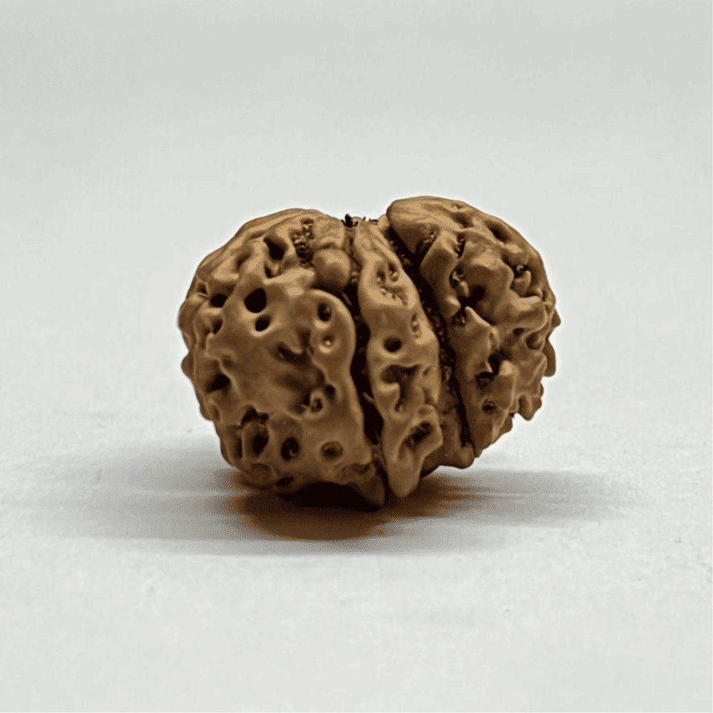 One Mukhi Sawaar Rudraksha (20.33mm/2.360gm)