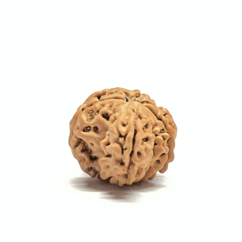 One Mukhi Sawaar Rudraksha (20.33mm/2.360gm)