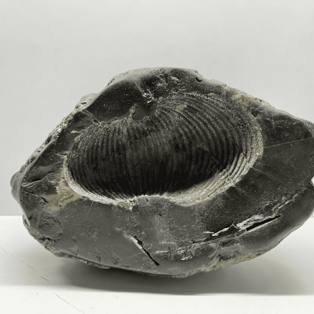 Swarna Garbha Laxmi Narayana Shaligram (9inch/4420gm)