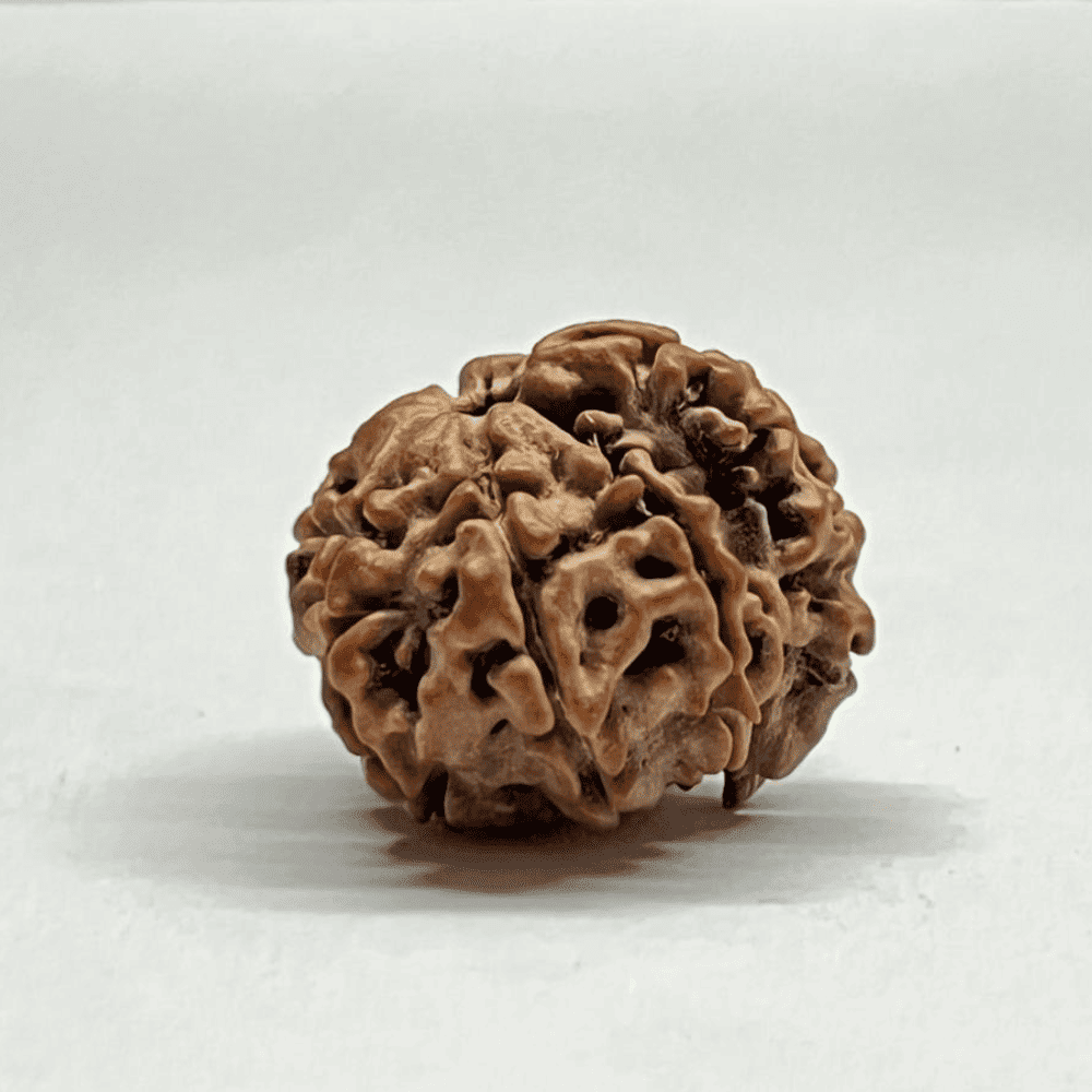 One Mukhi Sawaar Rudraksha (21.21mm/3.008gm)