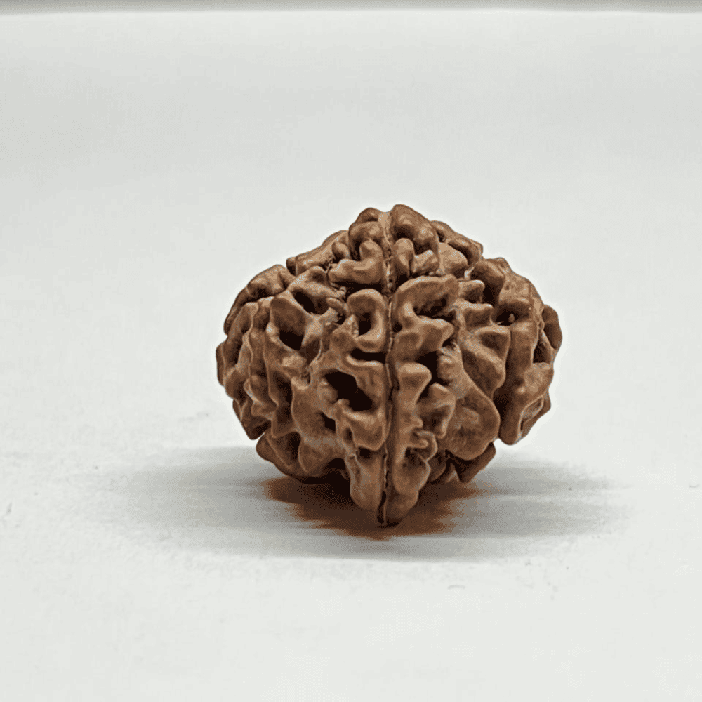 One Mukhi Sawaar Rudraksha (21.21mm/3.008gm)