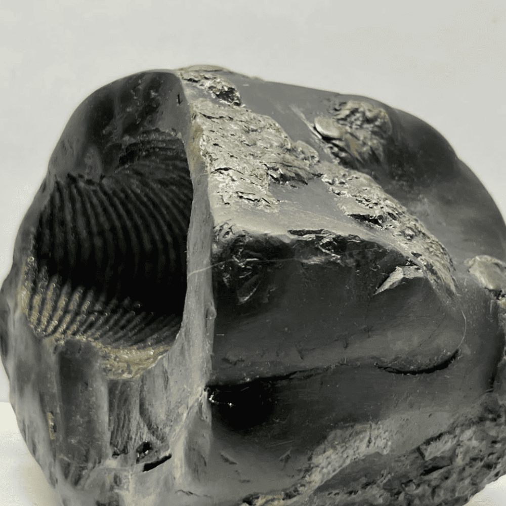Swarna Garbha Laxmi Narayana Shaligram (9inch/4420gm)