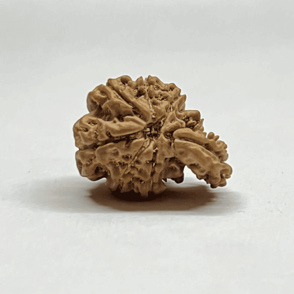 One Mukhi Sawaar Rudraksha (23.40mm/2.380gm)