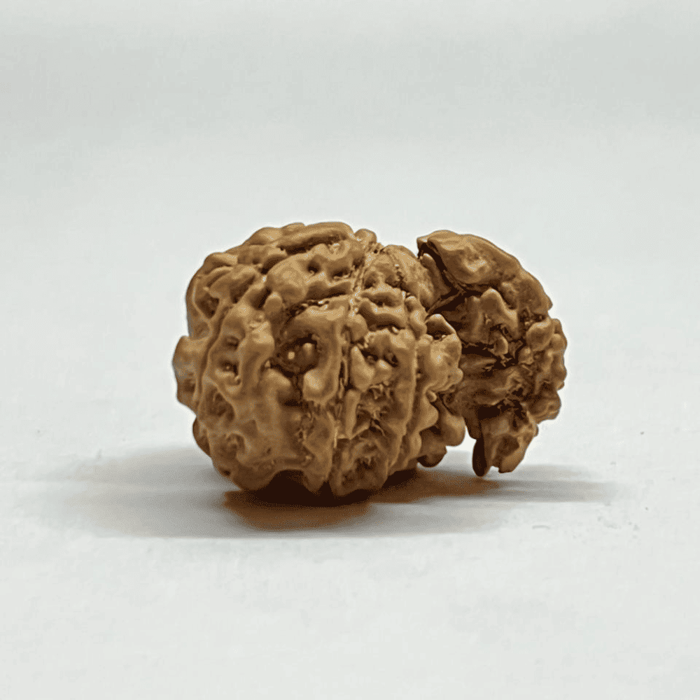 One Mukhi Sawaar Rudraksha (23.40mm/2.380gm)