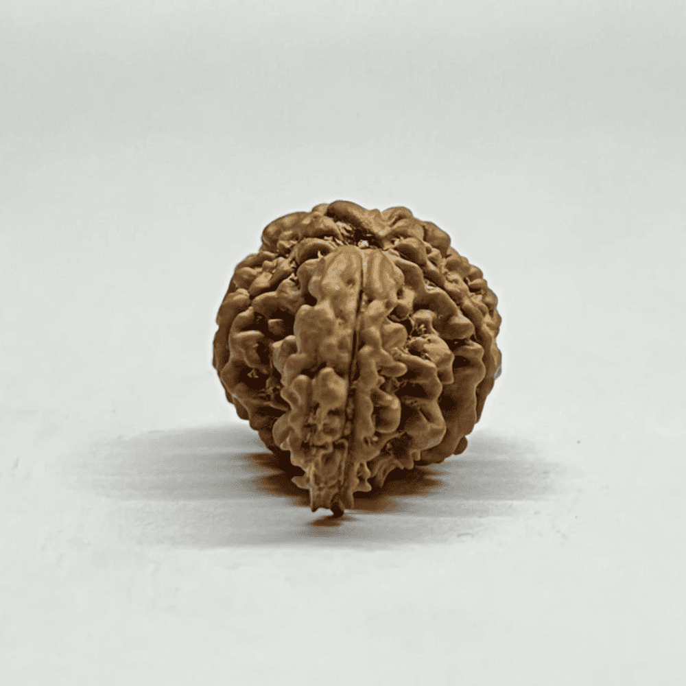 One Mukhi Sawaar Rudraksha (23.40mm/2.380gm)