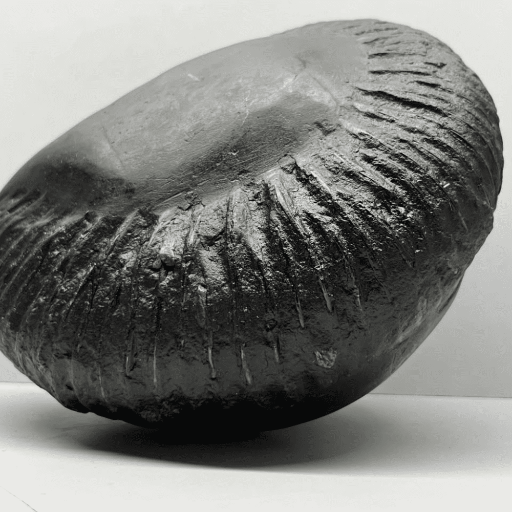 Mahanarsimha Shaligram (8inch/3850gm)